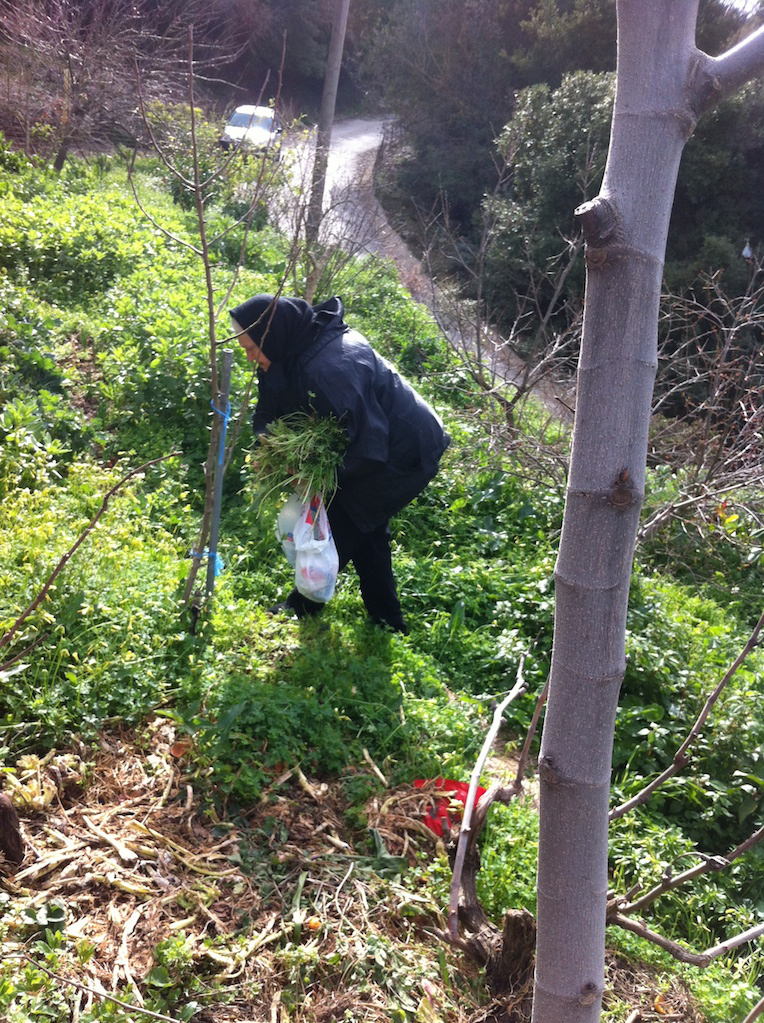 raccogliendo verdure fresche al villaggio di Patsos - verdure fresche biologiche per le nostre ricette di cucina cretese