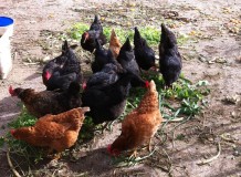 notre petite ferme de poulets au village de Patsos - des œufs frais biologiques pour nos recettes crétoises