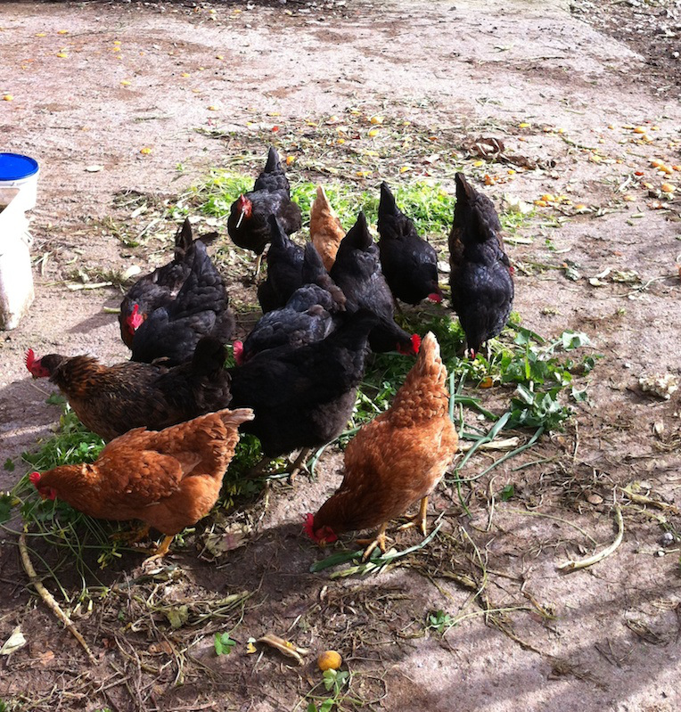 наша небольшая куриная ферма в деревне Патсос - свежие органические яйца по нашим рецептам критской кухни